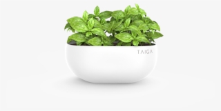 Basil Pot #7387434