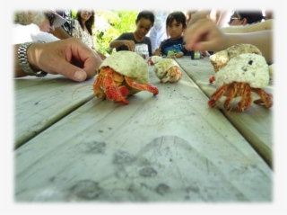Crabs #7389818