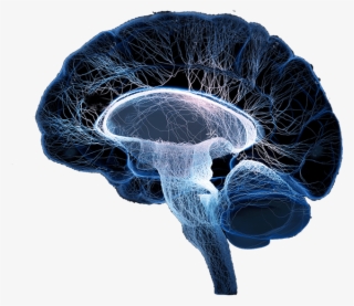 Cerebro #7390652 Cerebro #7390652