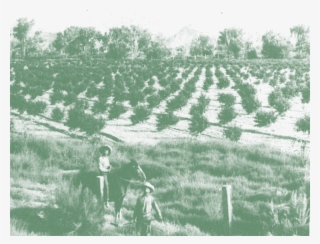 An Elgin Peach Orchard Before The 1919 Freeze #7392443