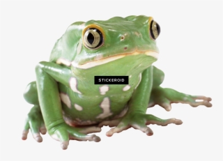 Frog #7393708