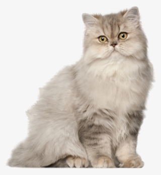Cahorro Sentado Elefante Baby Em Png Gato Em Png #7397488