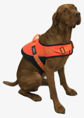 Dog Safety Vest #7397730
