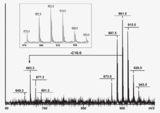 Positive Ion Maldi Tof Mass Spectrum Of The Isolated #7399197