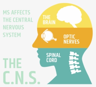 Centeral Nervous System #7399728