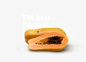 Contact Us - Papaya #740327