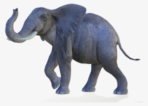 African Elephant Png - Elephant Picsart Background Png #744220