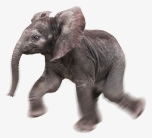 Baby Elephant Transparent Background #744292