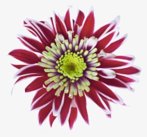 Clipping Path #745227