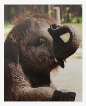 Baby Elephant #745279