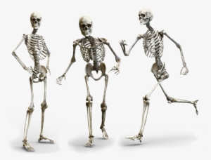 Skeleton Bone #745430