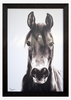Paragon - Horse Portrait - Brayden Studio 'horse Portrait' Framed Graphic Art #745632