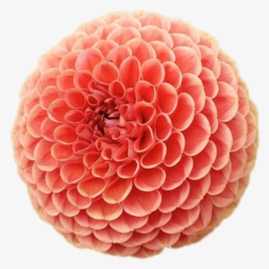 Download - Pollen #745792