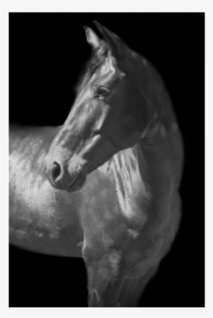 Grey Horse Turned Left On Black Background, 40 X - White Horse Turned Head #746074