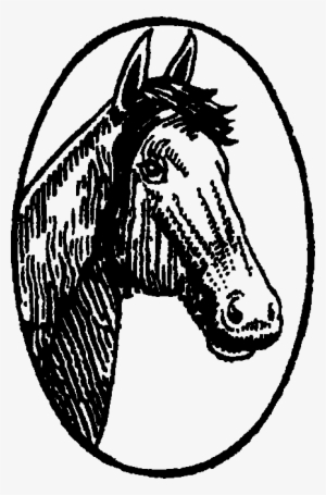 Mustang Horse #746125