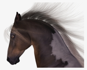 Horse Mane Head #746165