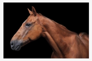 Brown Horse Facing Left, 40 X - Horse #746338