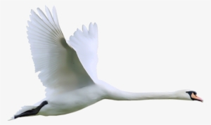 Swan Png #747067