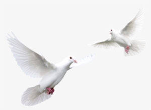 Download Pigeon Png Transparent Images Transparent - Doves Flying Black Background #747088
