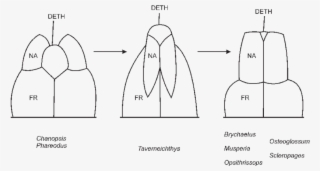 The Evolution Of The Snout Pattern Within The Osteoglossidae, #7400357