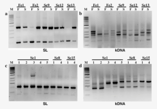 Three Percent Agarose Gel Electrophoretic Analysis #7408356