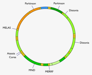 Mitochondrial Dna And Diseases #7409681