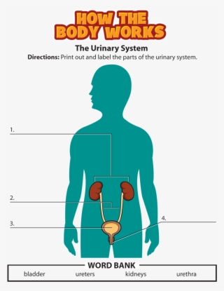 Urinary System Activity #7409686