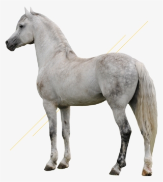 Witte Paard Achtergrond #7411227