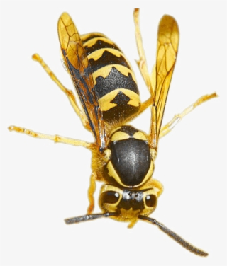 Wasp Png Pic #7412952