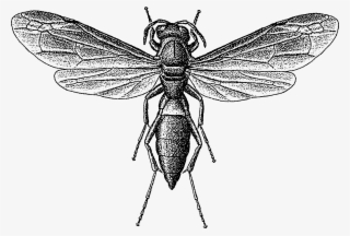 Wasp Png #7413271