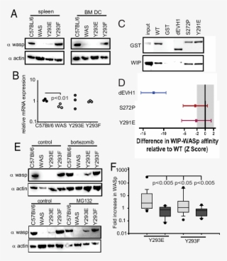 Mutation Of Y293 Dramatically Alters Wasp Protein Levels #7413479