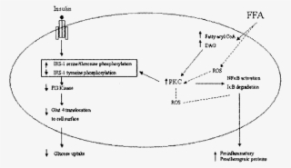 Potential Mechanism Of Ffa On Insulin Resistance And #7417825