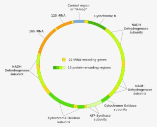 Human Mitochondrial Dna #7420031