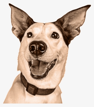 Meal Calculator #7420090