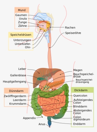 Life Cycle Of Cockroach Wikipedia Pictures #7420154