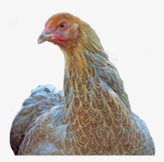Blue Partridge Brahmas #7423024