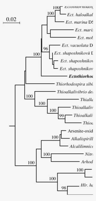 Phylogenetic Tree Showing The Position Of Strain M9 #7423747