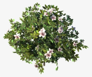 Azalea #7435262 Azalea #7435262
