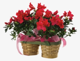 Alluring Azalea #7435320