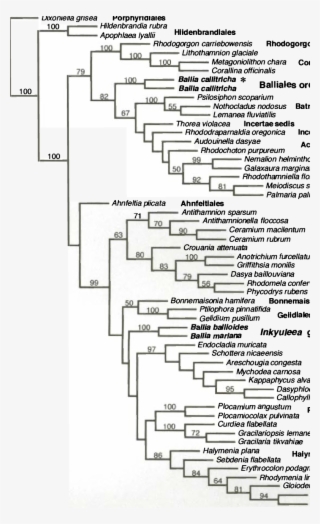 One Of The Equally Parsimonious Trees With Results #7435826