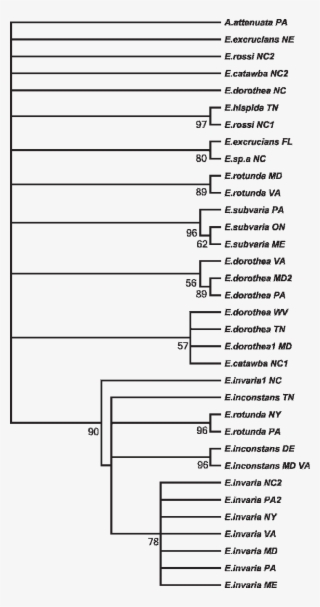 Fifty Percent Majority-rule Consensus Neighborjoining #7435919