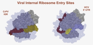 Internal Ribosome Entry Sites Are Used By Some Viruses #7438823