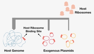 1 Competition Of Ribosomes With Host Genome #7438882