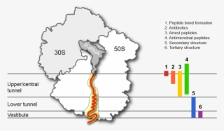 The Ribosomal Exit Tunnel #7439142