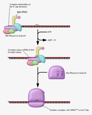 Fig 3 Initiation Of Translation Showing Charged Met-trna #7439226