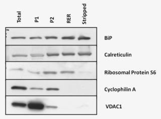 Following The Purification Of Rat Pancreatic Rer By #7439770