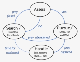 A Basic Foraging Cycle For A Predator, With Some Variations #7439820