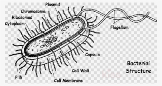Download Necrotizing Fasciitis Structure Clipart Bacterial #7440046