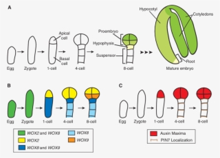 Embryo Development And The Asymmetric Localization #7442305