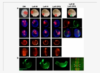 Fluorescent Lineage Tracer Injection And Anti-acetylated #7443086